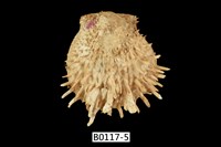 藏品(黃金海菊蛤)的圖片